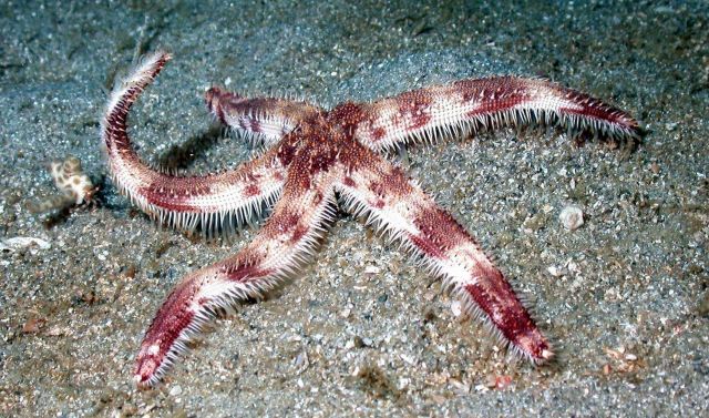 A starfish. Picture