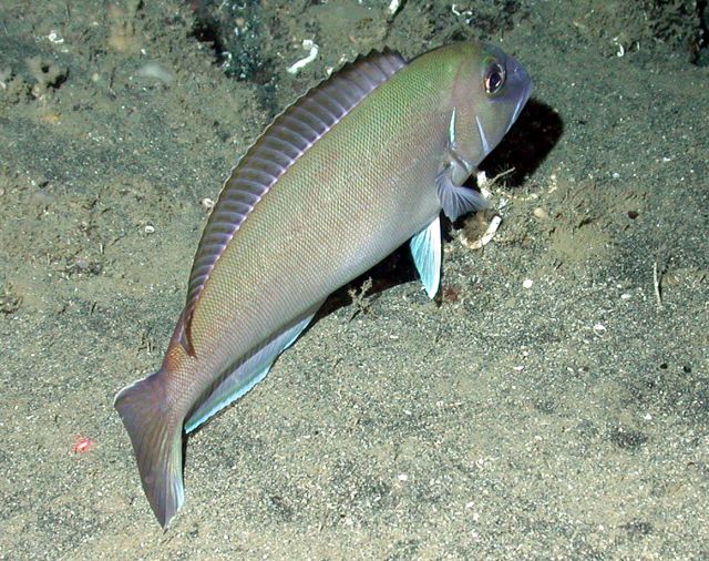 A tilefish (Lopholatilus chamaeleonticeps). Picture