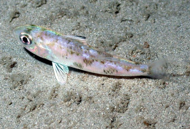 Unidentified fish. Picture
