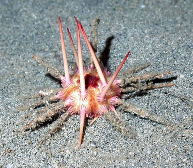 Sea urchin. Picture