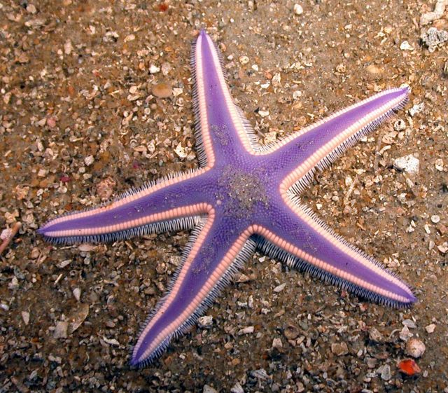 Starfish. Picture