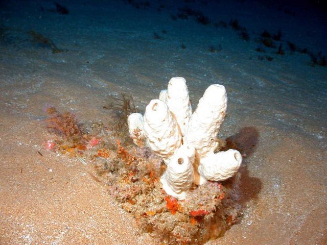 White sponge. Picture