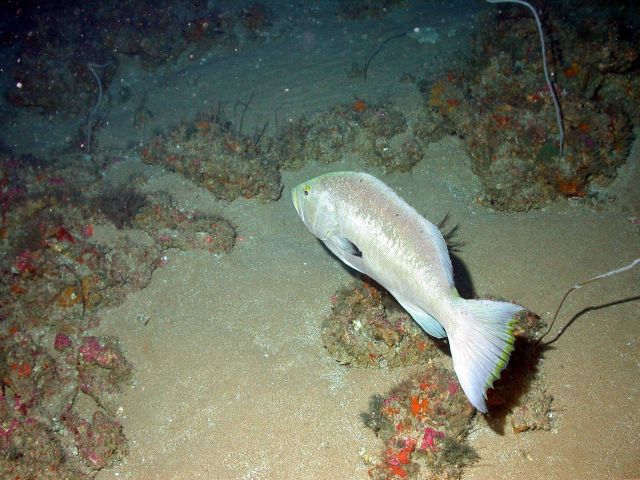 Yellowmouth grouper (Mycteroperca interstitialis). Picture