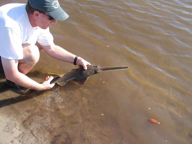 A baby small-toothed sawfish (Pristis pectinatus). Picture