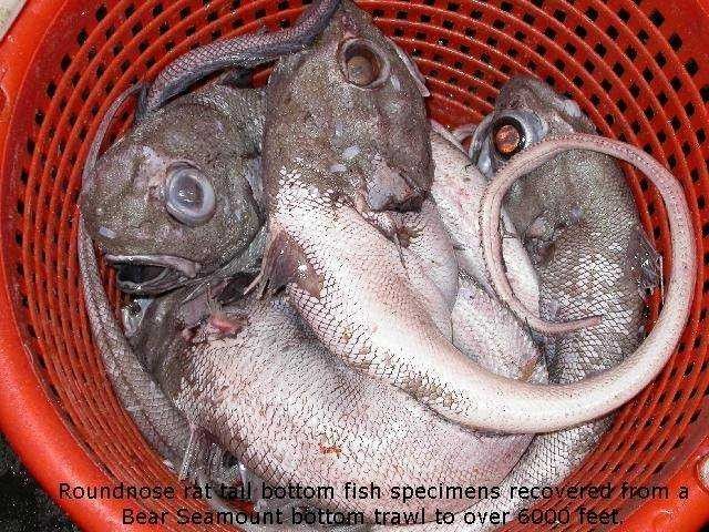 Roundnose rat-tail bottom fish collected from Bear Seamount at over 6000 feet depth. Picture