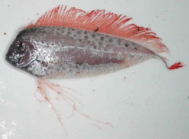 A dealfish specimen collected from a trawl to 1500 meters. Picture
