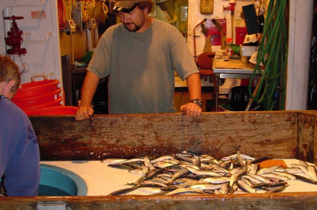Sorting fish. Picture