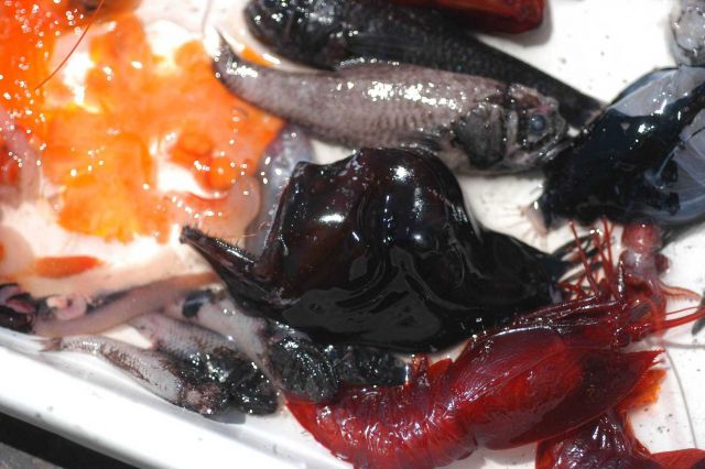 A variety of fish and shellfish taken during a mid-water trawl. Picture