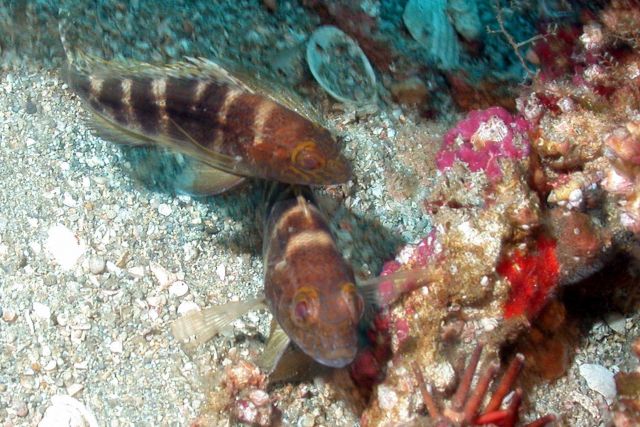 Dwarf sand perch. Picture