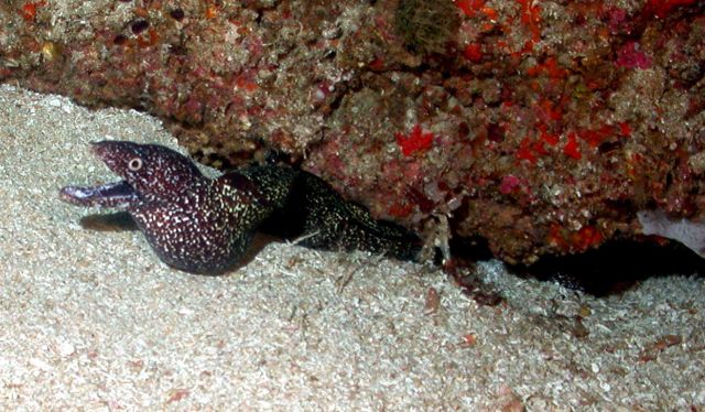 Eel under rock ledge. Picture
