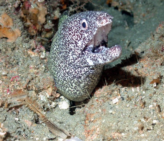 Eel closeup. Picture