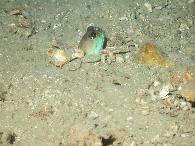A jawfish peeking his head out of his home on a sandy bottom. Picture