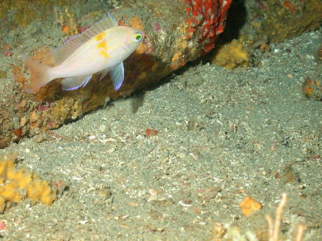 A rough tongue bass. Picture