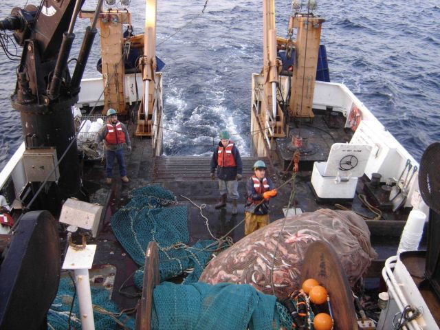 A full haul of fish comes on deck during scientific trawling operations on the NOAA Ship DELAWARE II. Picture