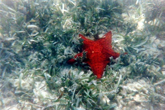 A starfish in turtle grass. Picture