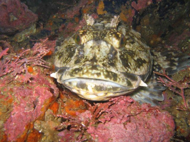 Cabezon motionless on rock Picture