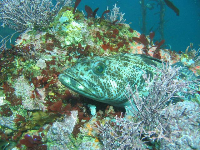 Lingcod hiding motionless on a reef Picture