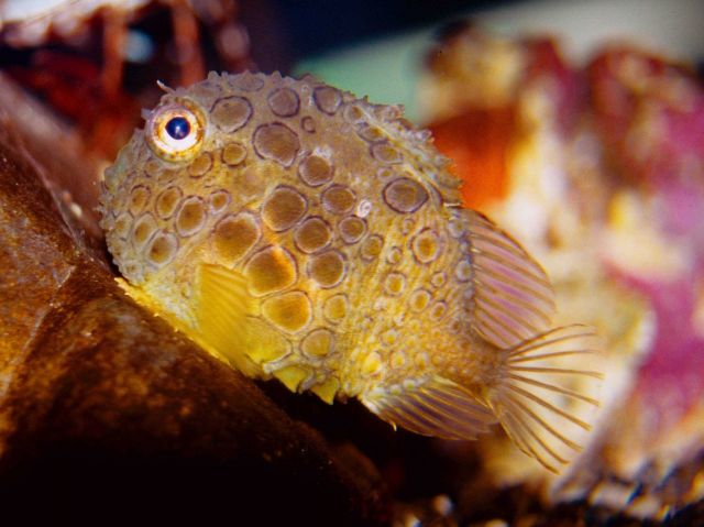 Spiny lumpsucker (Eumicrotremus orbis) Picture