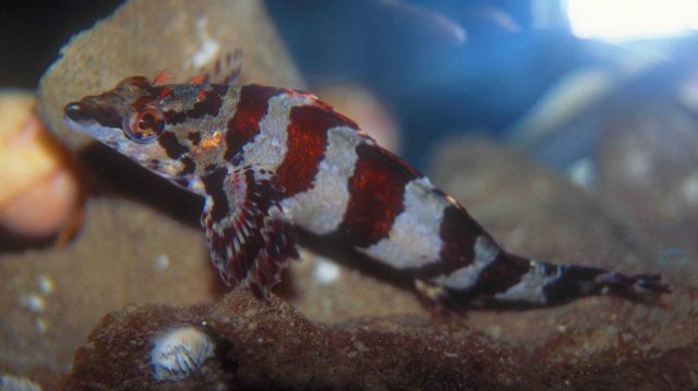 A small painted greenling (Oxylebius pictus) Picture