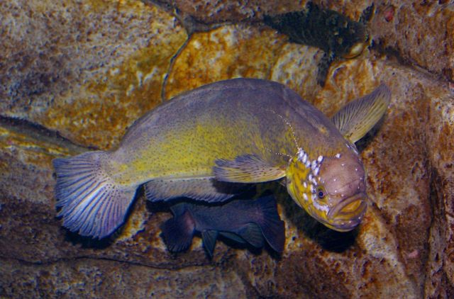 Prowfish (Zaprora silenus) Picture