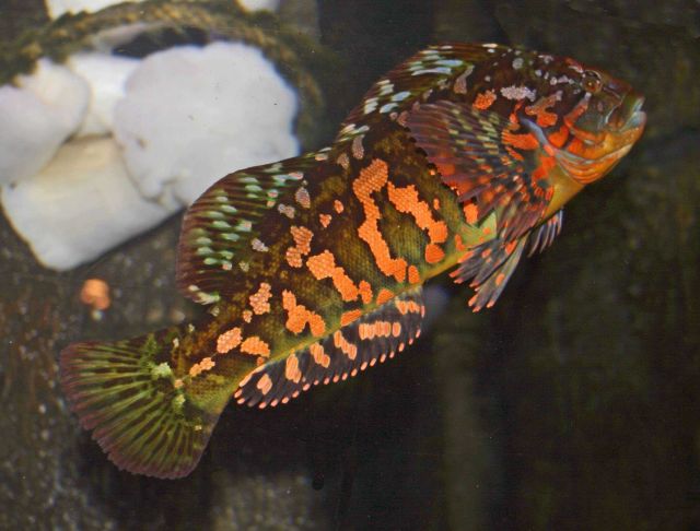Rock greenling (Hexagrammous lagocephalus) Picture