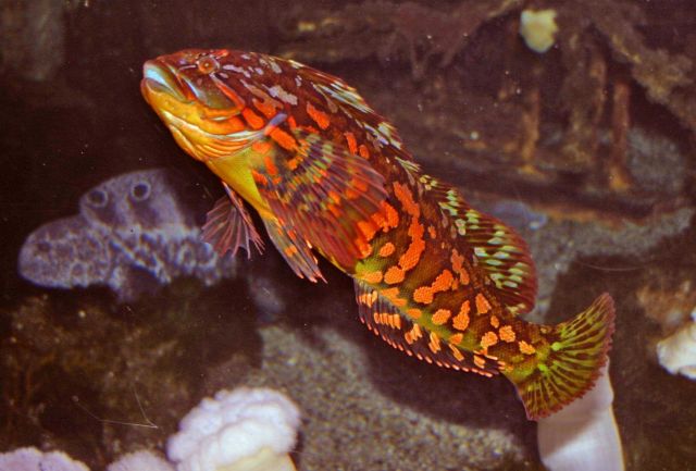 Rock greenling (Hexagrammous lagocephalus) Picture