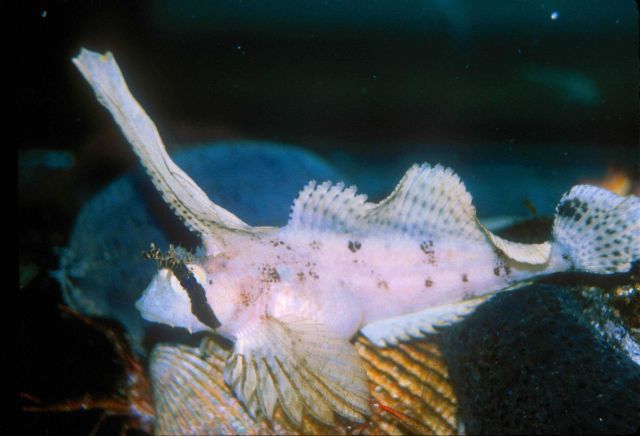 Sailfin sculpin (Nautichthys oculofasciatus) Picture
