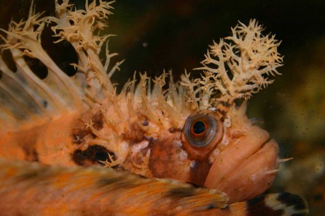 A decorated warbonnet (Chirolophis decoratus) Picture