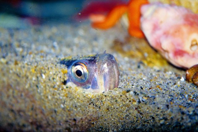 Buried sandfish Picture
