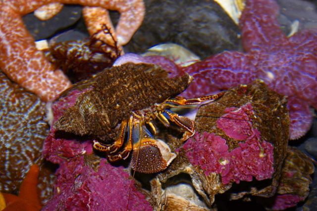 Widehand hermit crab Picture