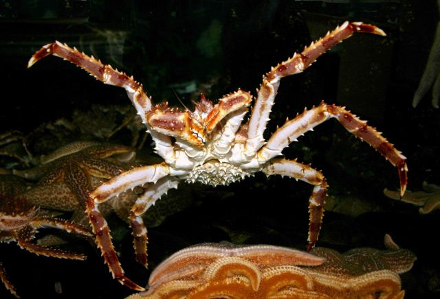 The underside of a red king crab Picture
