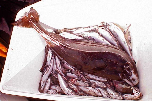An adult six foot long Ragfish caught during trawling operations. Picture