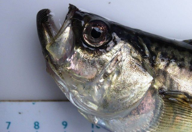 Head of Pacific sandfish caught during trawling operations. Picture