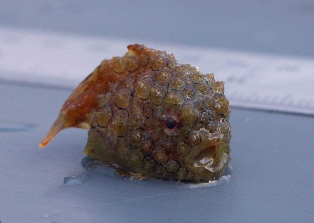 A small lumpsucker the size of a golf ball caught during trawling operations. Picture