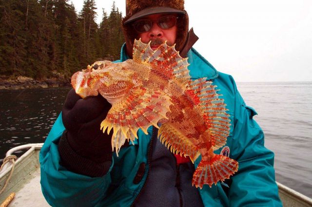 An Irish Lord sculpin side view, held after jigging during a winter beach and ROV cruise. Picture