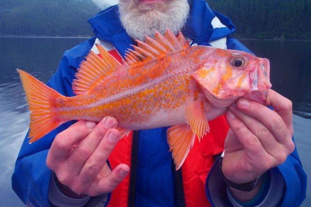 Canary Rockfish jigged up during an ROV survey. Picture