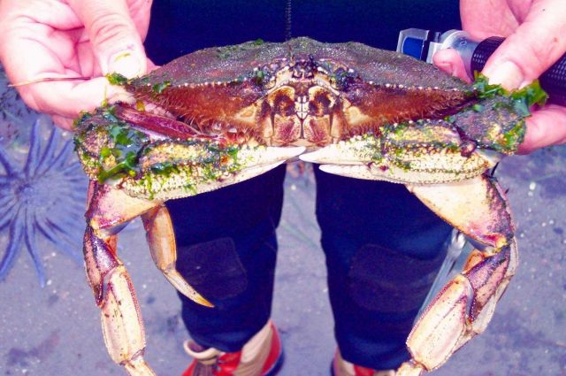 Dungeness crab caught while beach seining Picture