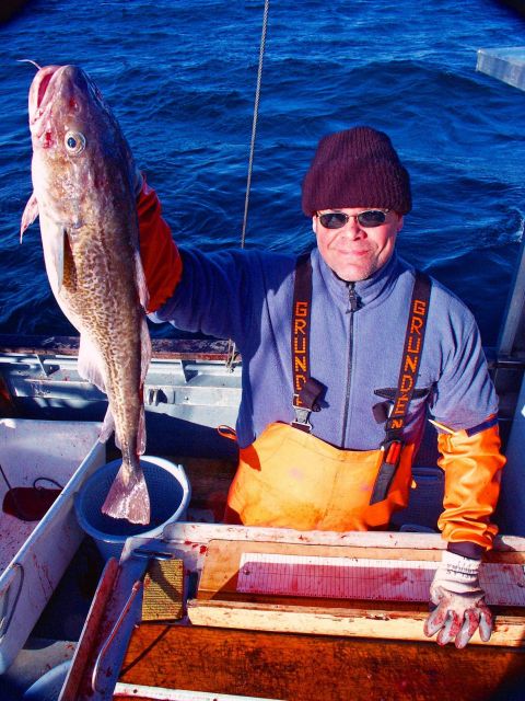 Mid-size pacific cod caught during longlining operations. Picture