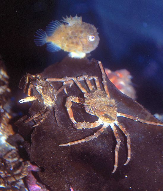 Two lyre crabs with a spiny lumpsucker Picture