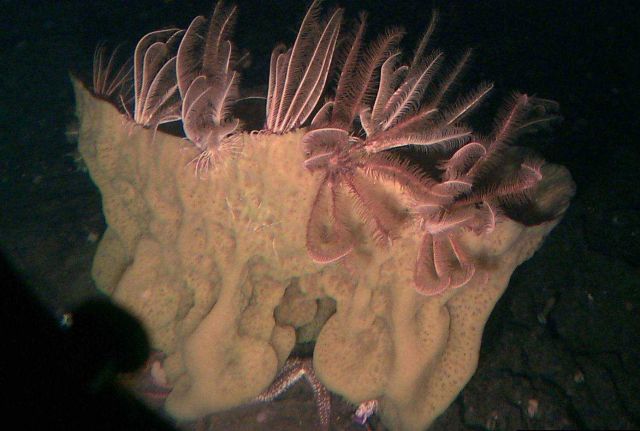 A large yellow basket sponge with crinoids Picture