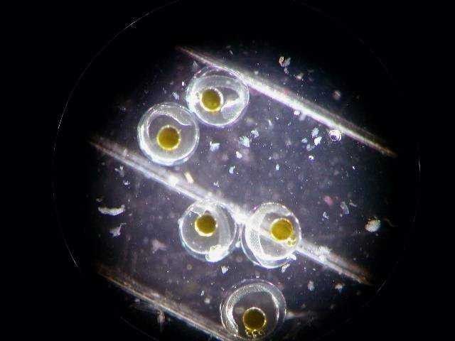 The yellow circles are fat globules in the yolk sac of these rockfish eggs Picture