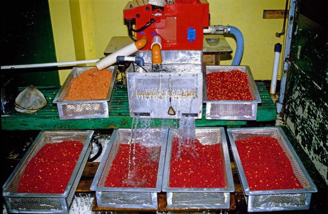 An egg sorting machine at work, note top right basket with mixed live and dead eggs, top left basket with dead eggs and clean live eggs in front row. Picture