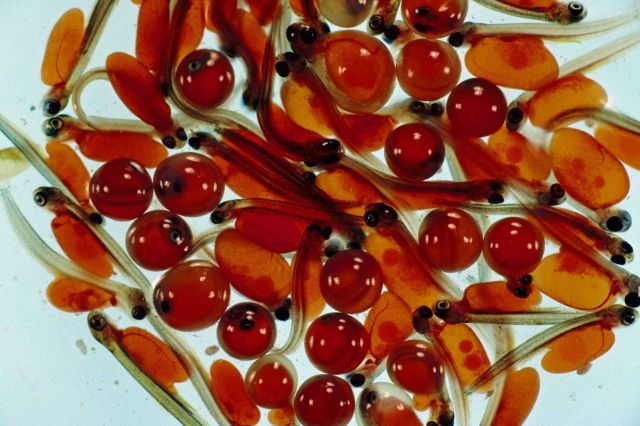 Sockeye eggs and pink salmon sac fry Picture