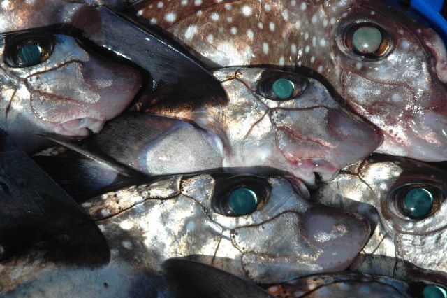 Eyes of ratfish. Picture