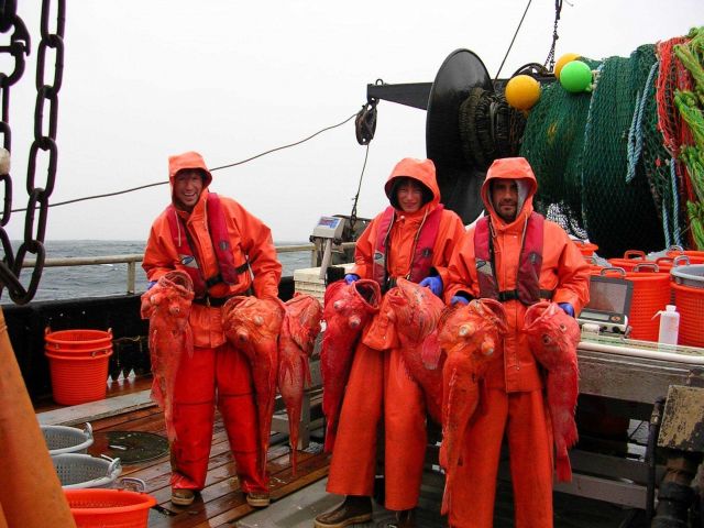 NOAA Fisheries employee's Victor Simon (left), Keri York (center) and Jim Miller (right) hold a several Shortraker rockfish (Sebastes borealis) caught Picture