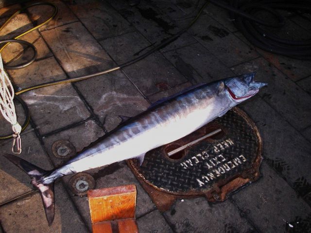 Wahoo ( Acanthocybium solandri ) Picture