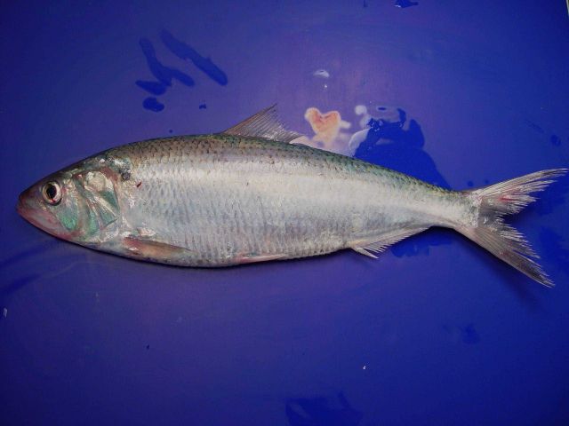 Hickory shad ( Alosa mediocris ) Picture