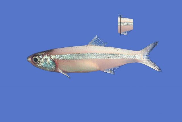 Broad-striped anchovy ( Anchoa hepsetus ) Picture