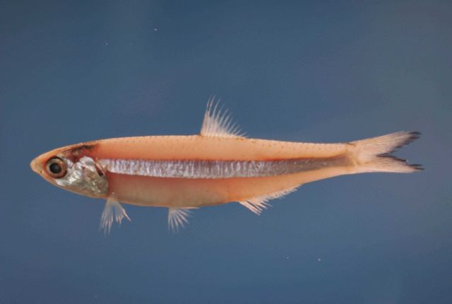Dusky anchovy ( Anchoa lyolepis ) Picture