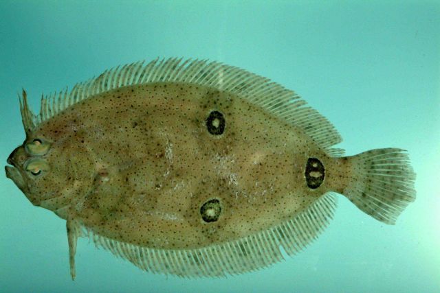 Three-eye flounder ( Ancylopsetta dilecta ) Picture